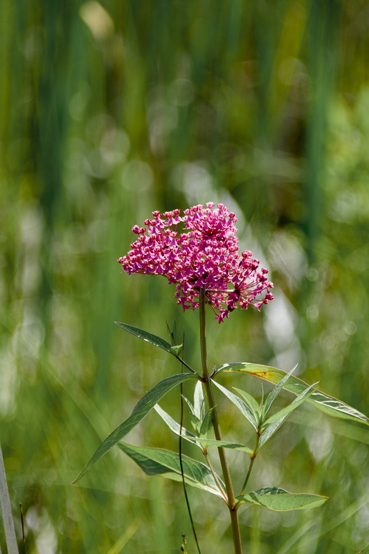 Milkweed, the preference of the Monarchs
