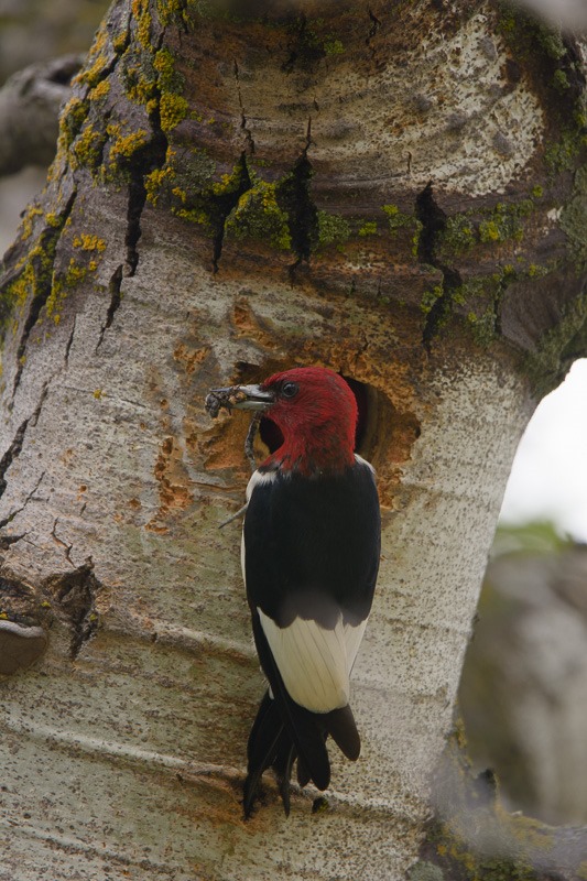 Red Headed Woodpecker