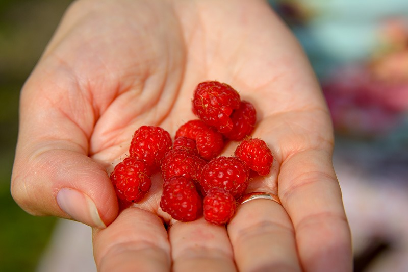 Wild raspberries, nature’s sweetness