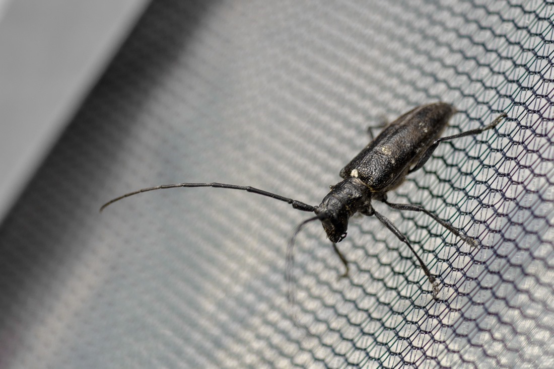 Longhorn Beetle