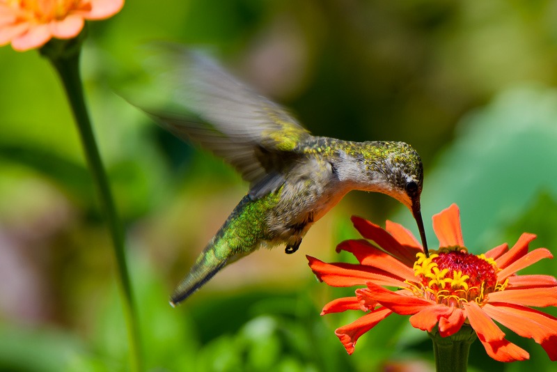 Ruby throated hummingbird