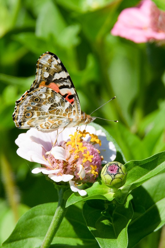 Painted Lady butterfly