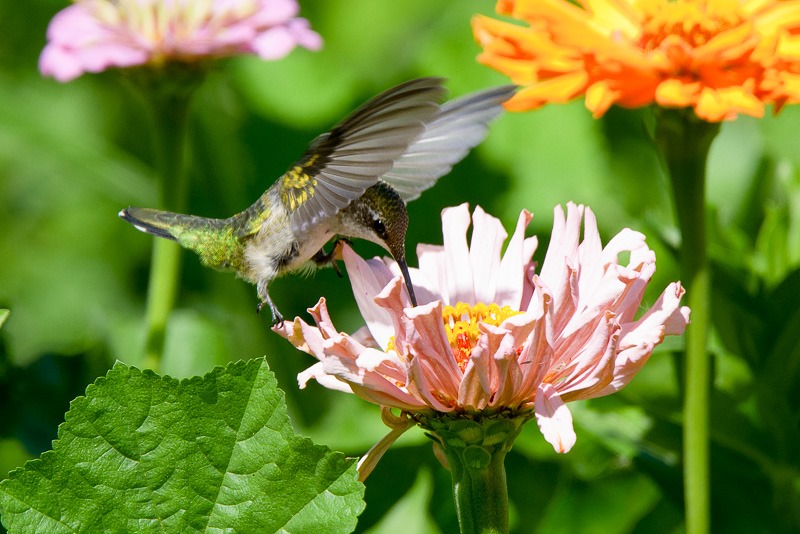 Ruby throated hummingbird