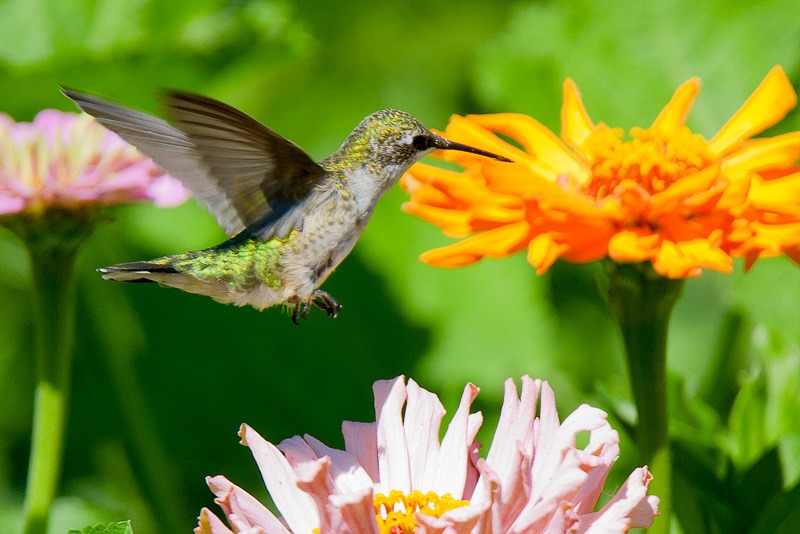 Ruby throated hummingbird