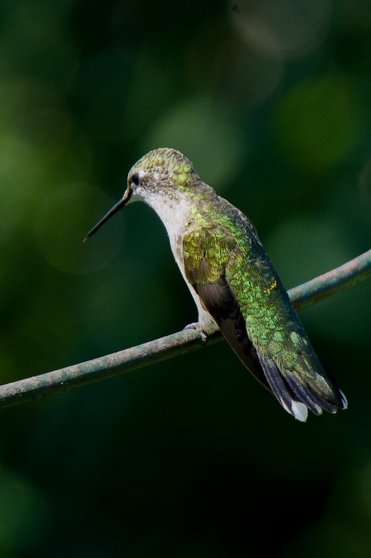 Ruby throated hummingbird