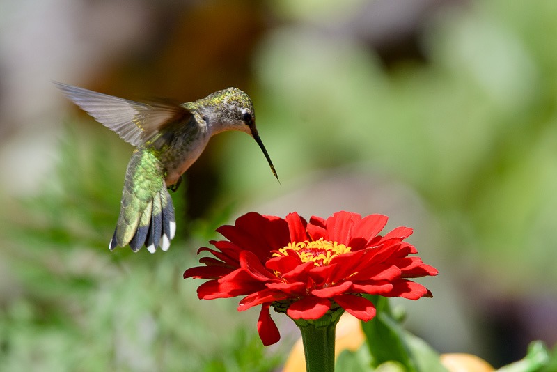 Ruby throated hummingbird