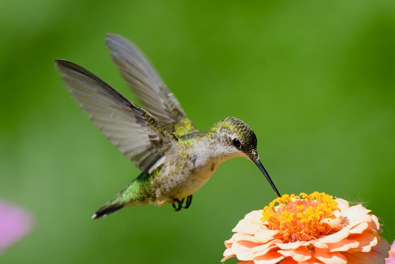 Ruby throated hummingbird