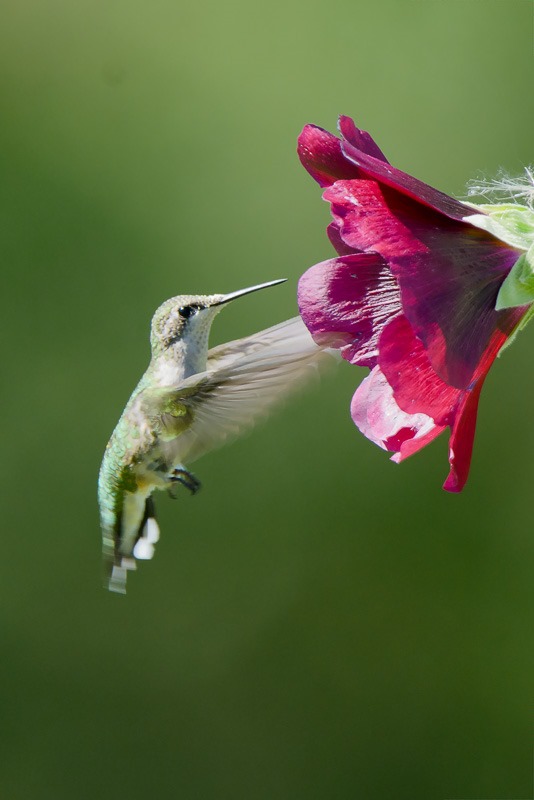 Ruby throated hummingbird