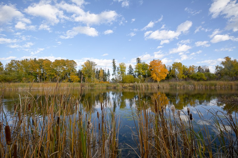 Beaver Pond