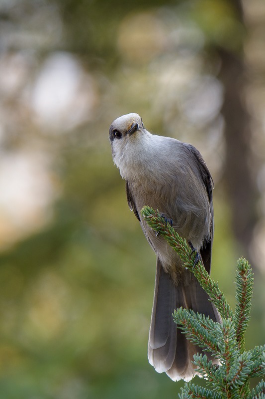 Grey Jay