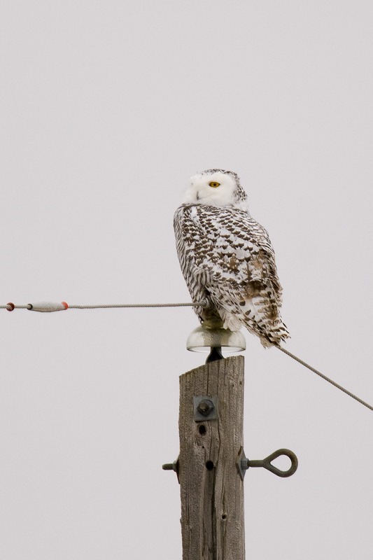 Snowy Owl