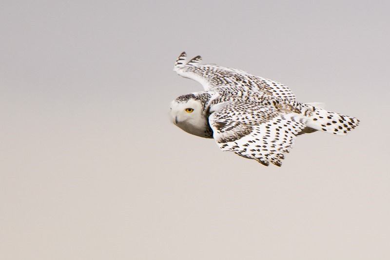 Snowy Owl in flight