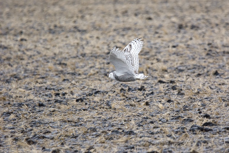 Hunting low over the ground