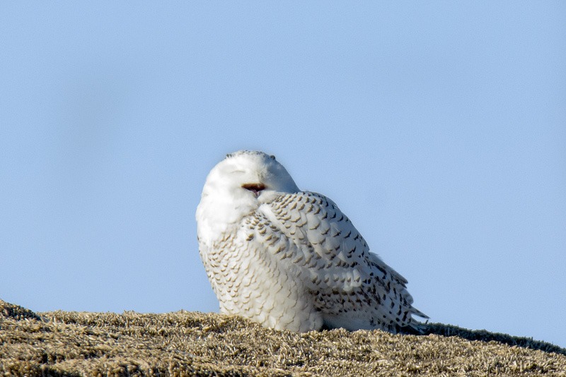 Un-stressed Snowy Owl