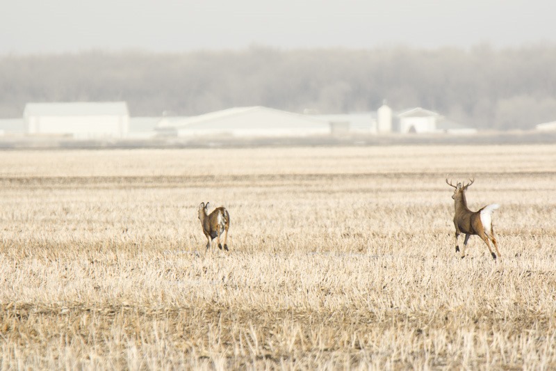 White-tailed deer on the run