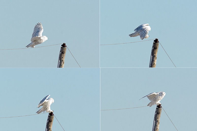 Landing sequence