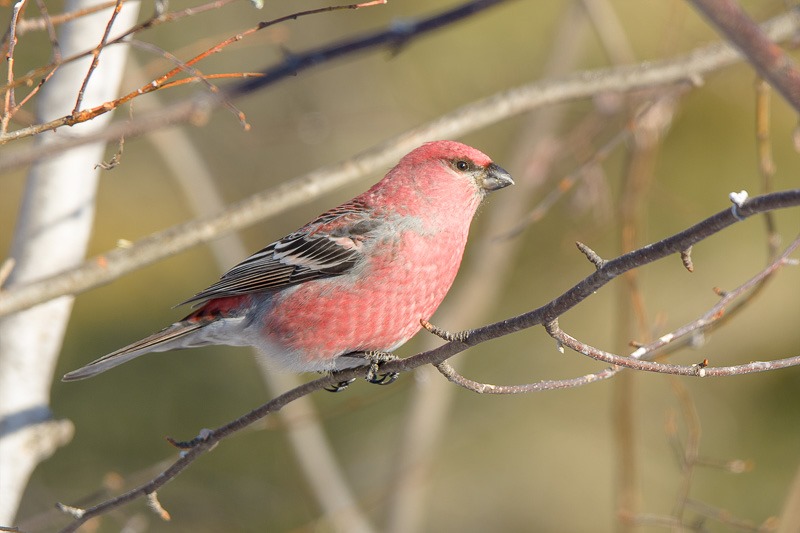 Male Pine Grosbeak