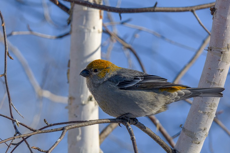 Female Pine Grosbeak