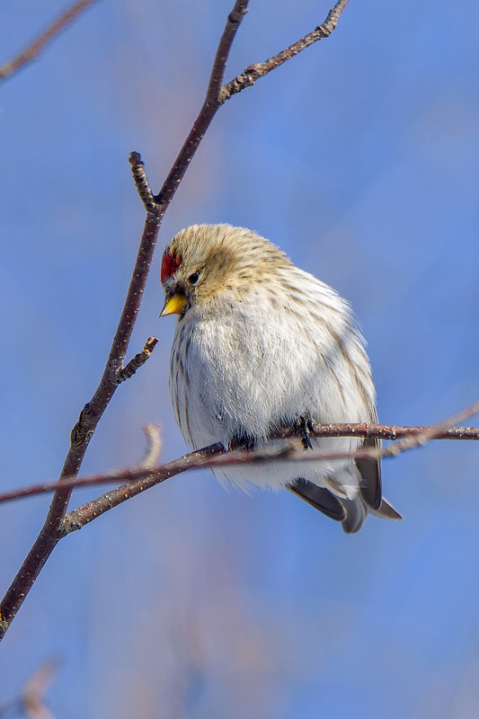 Common Redpoll, puffed up against the cold