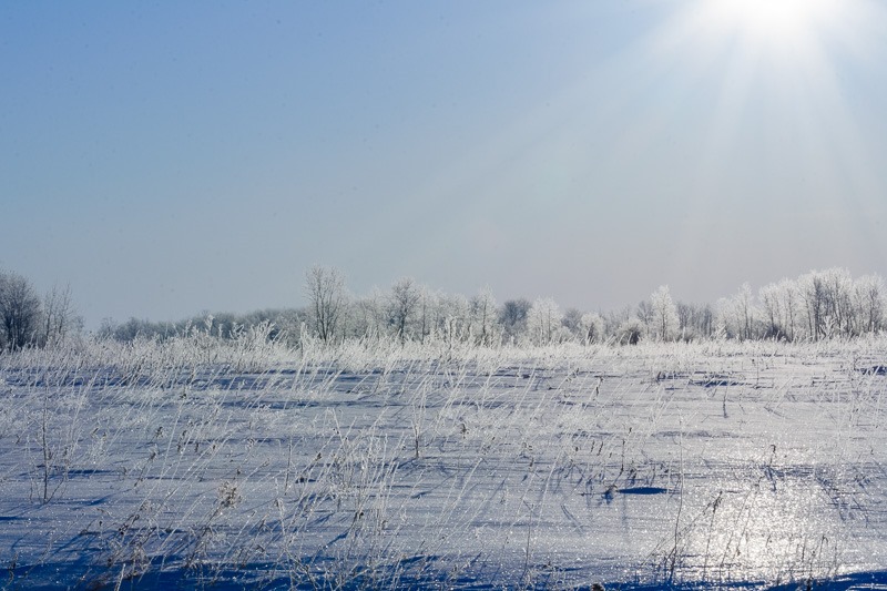 Hoarfrost, clinging to grass blades