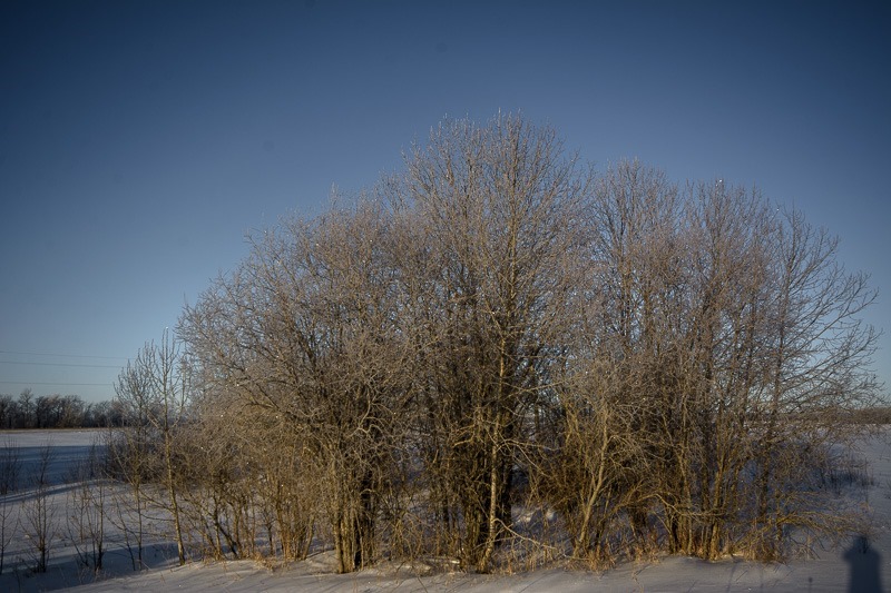 Mother Nature’s Christmas Lights