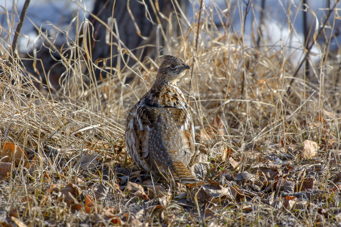 Ruffed Grouse