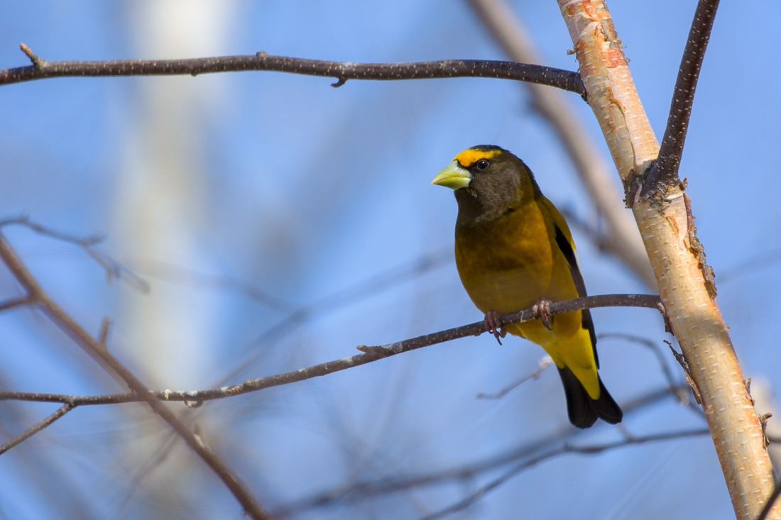 Evening Grosbeak, male