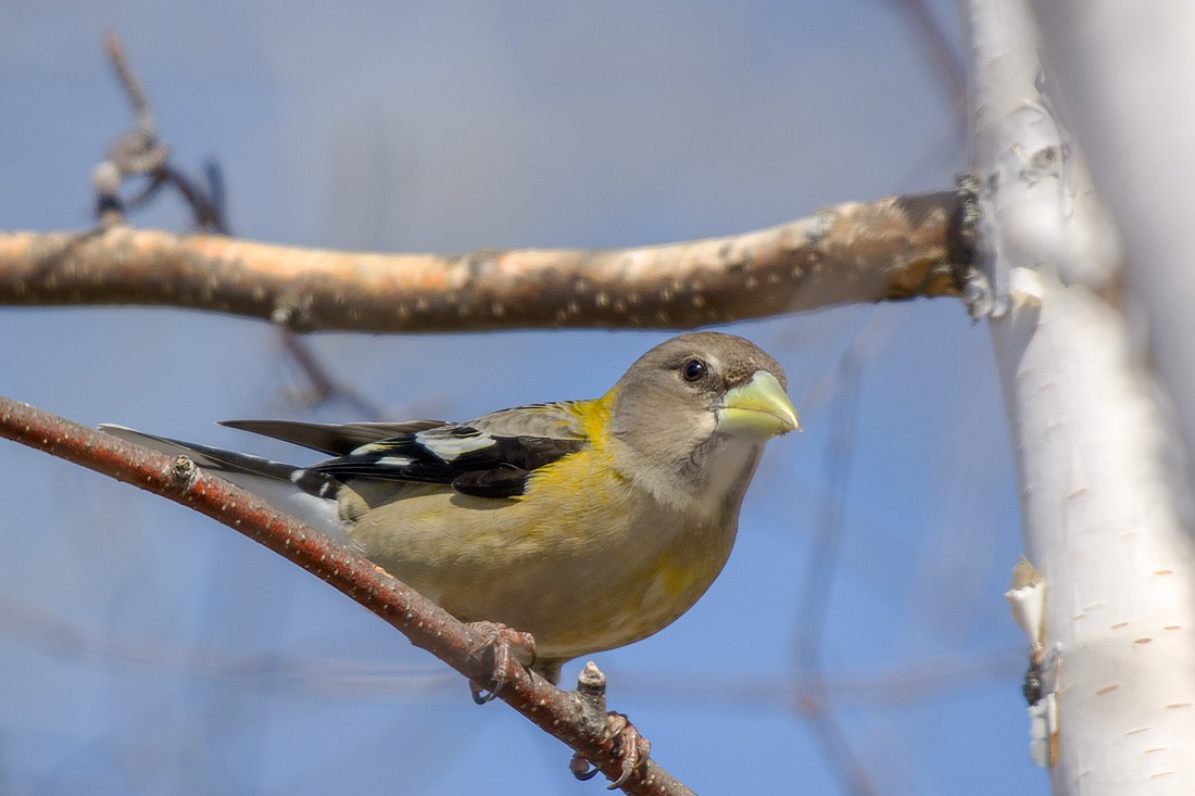 Evening Grosbeak, female