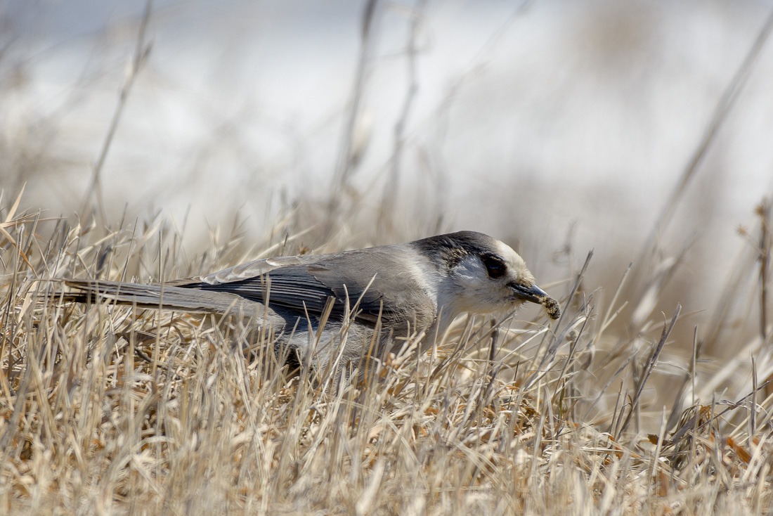 Whiskey Jack, or Grey Jay