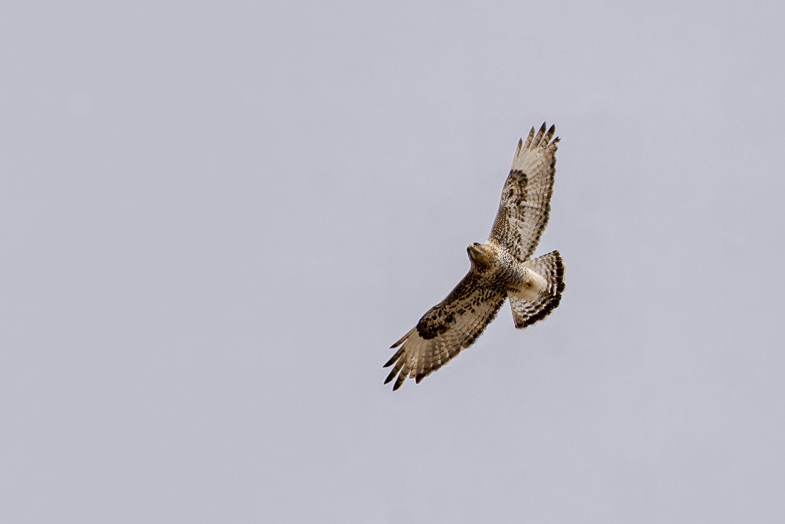 Rough-Legged Hawk