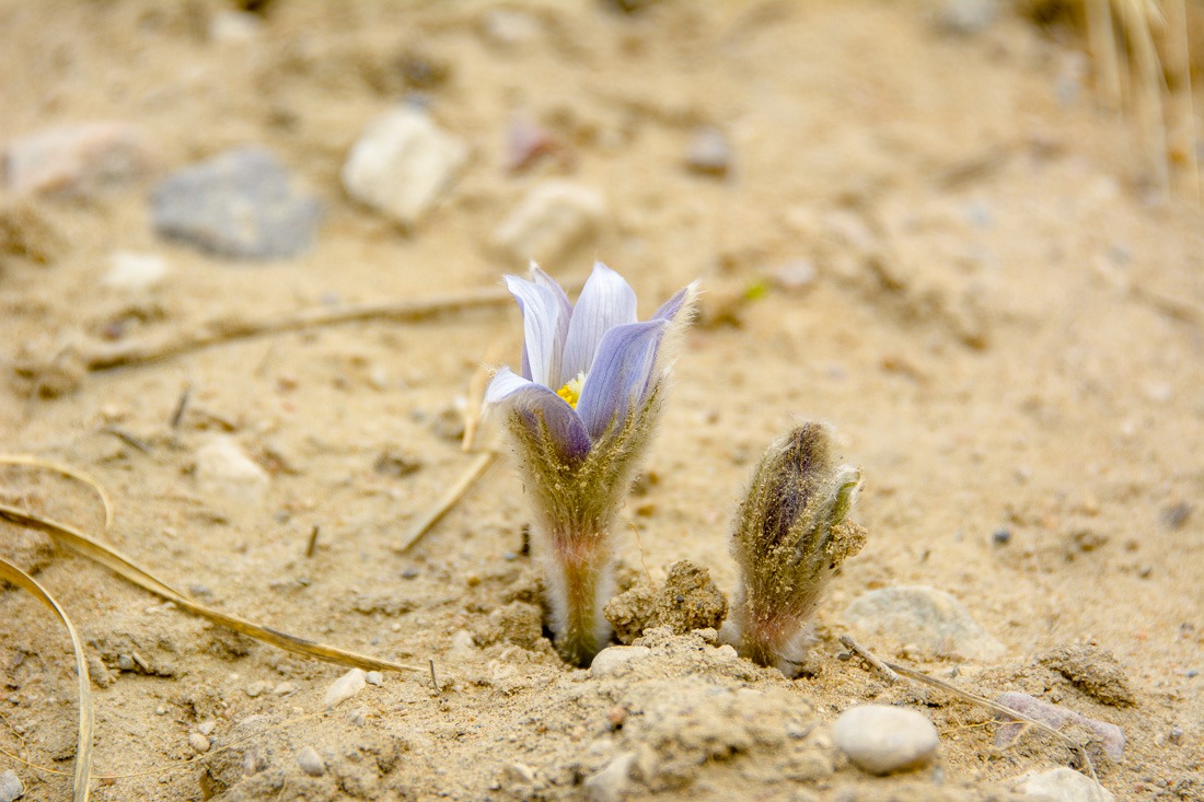 Prairie Crocus