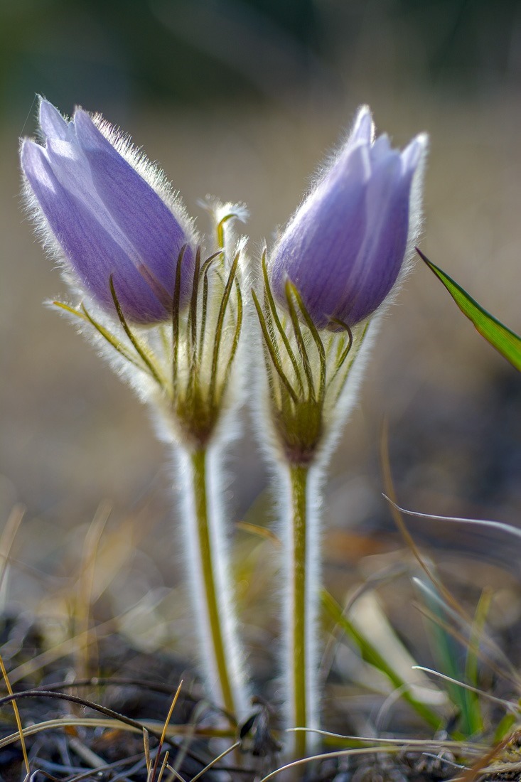 Prairie Crocus