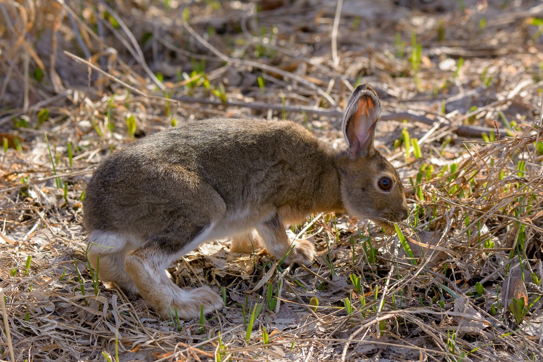 Snowshoe Hare in summer outfit