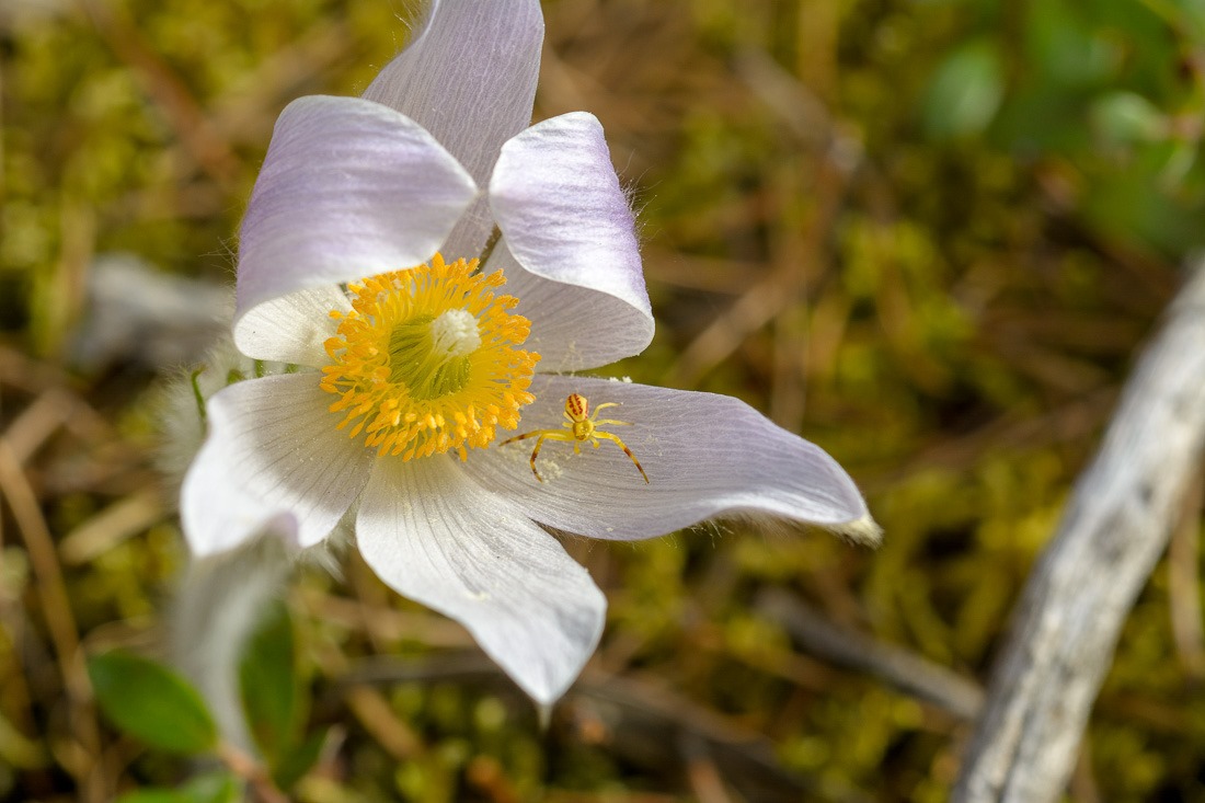 Prairie Crocus with a colourful tenant