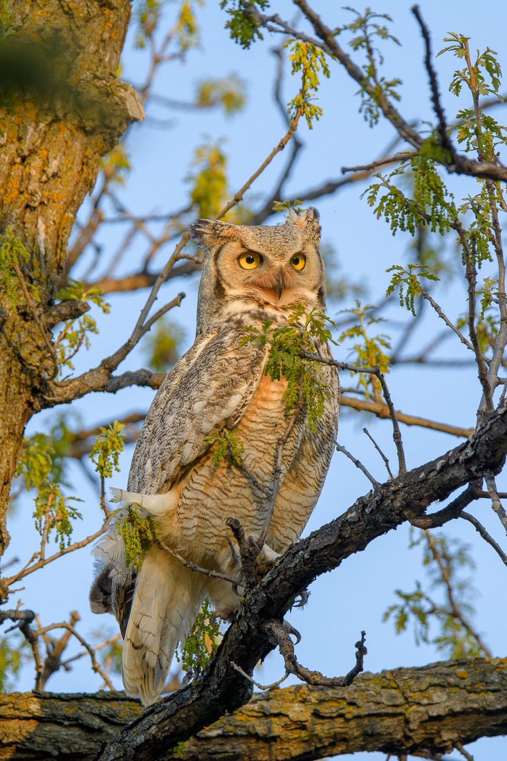 Great Horned Owl in the sunset