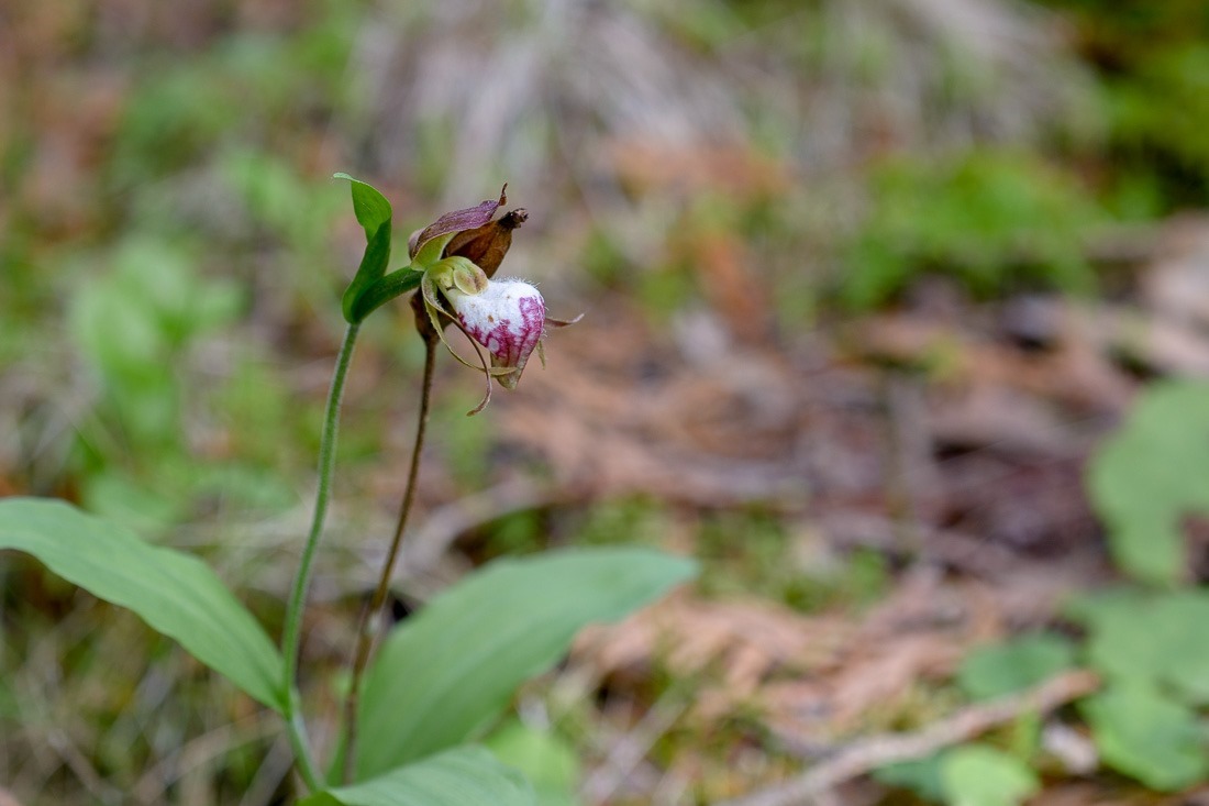 Ram’s Head Lady’s Slipper