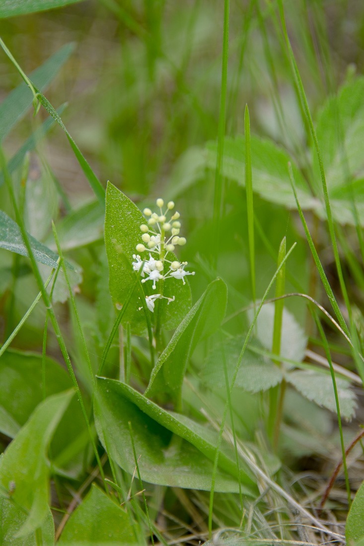 White Adder’s Mouth