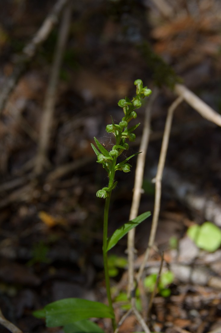 Blunt Leaf Rein Orchid