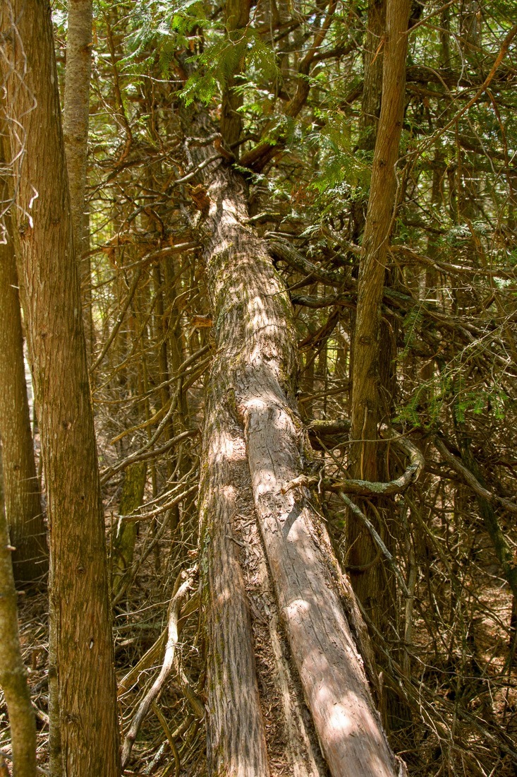 Fallen Cedar