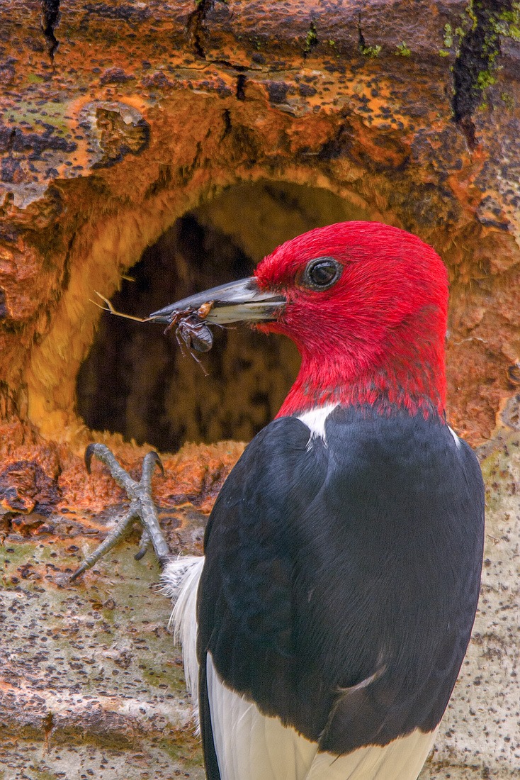 Red-headed Woodpecker 