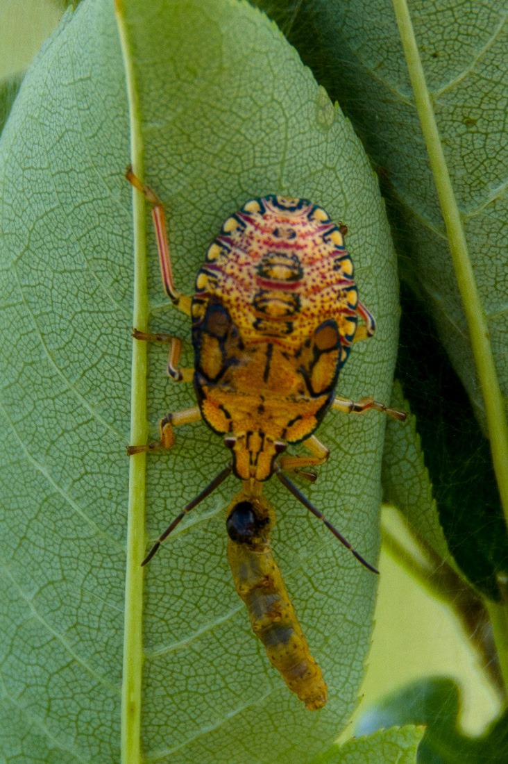 Stinkbug nymph