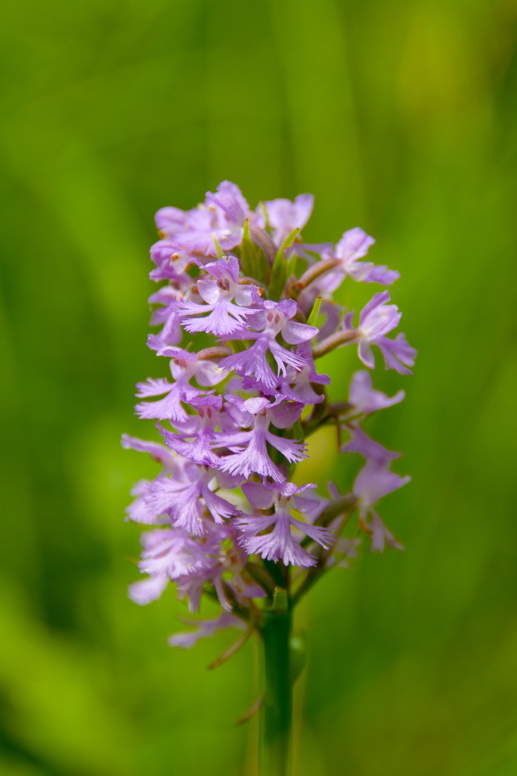 Small Purple Fringed Orchid