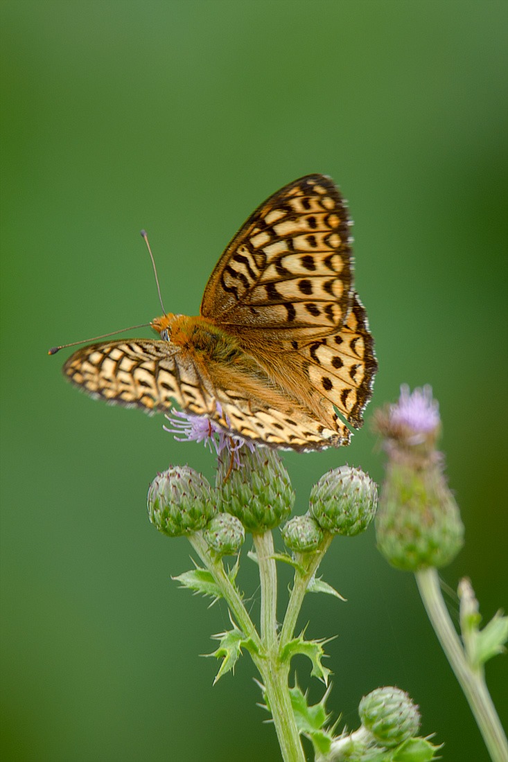 Fritillary, fragile and beautiful