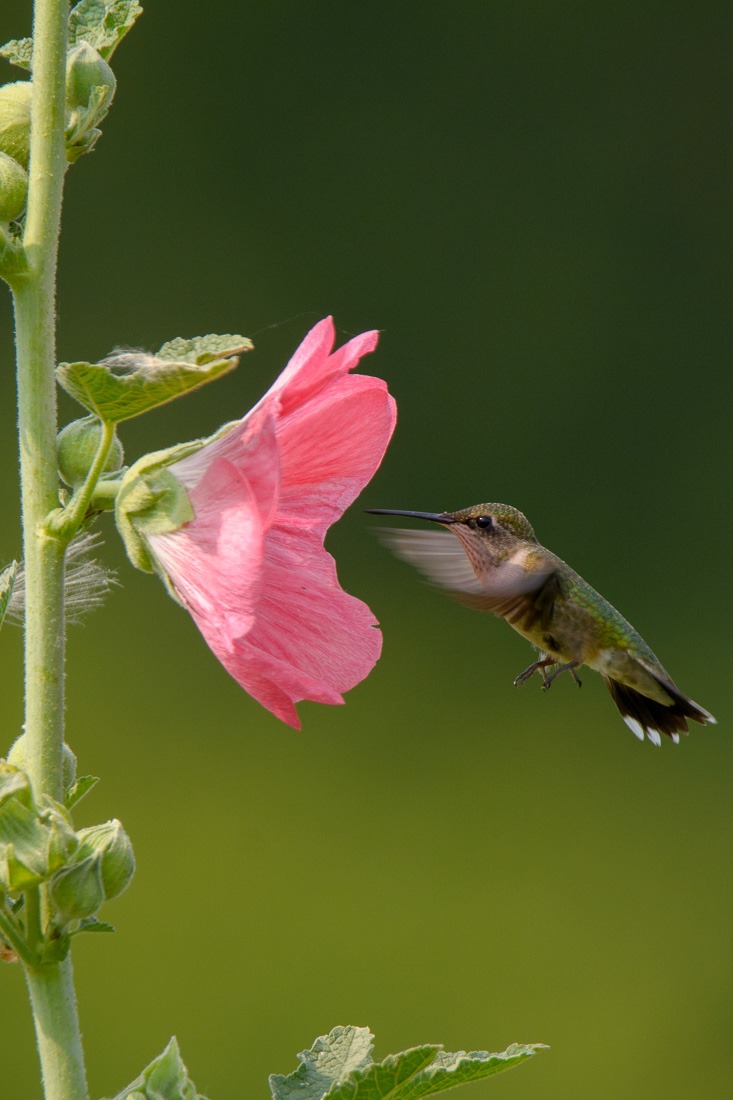 Ruby-throated Hummingbird