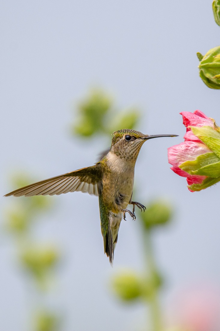 Ruby Throated hummingbird