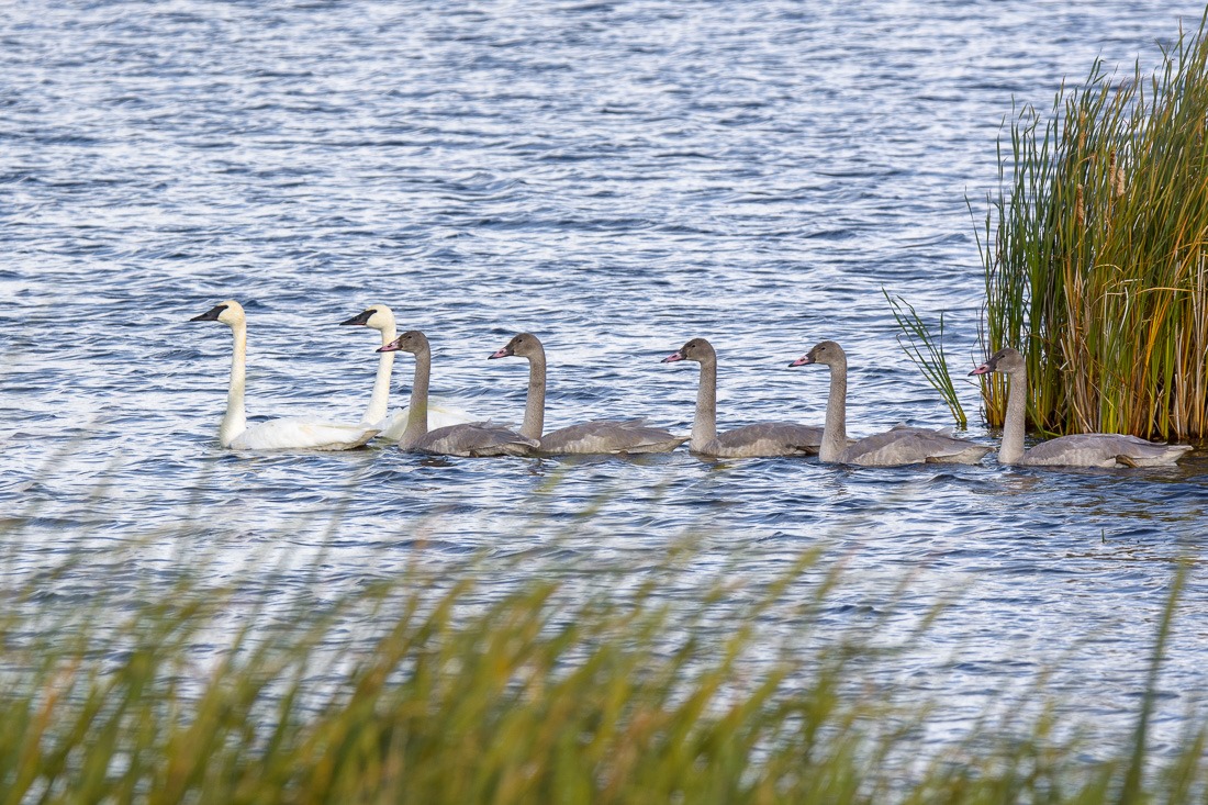 Trumpeter Swans