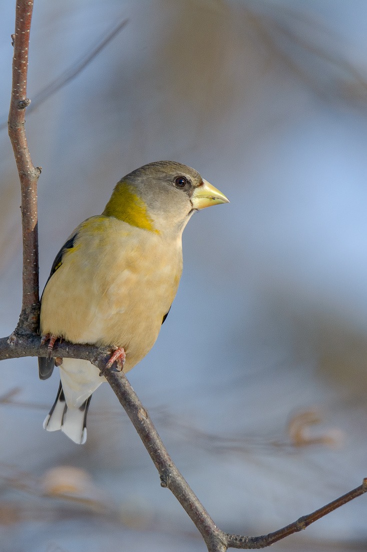 Female Evening Grosbeak