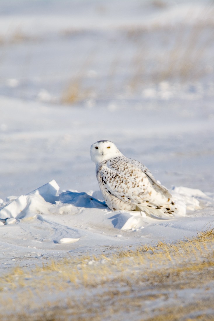 Snowy Owl, ready for takeoff