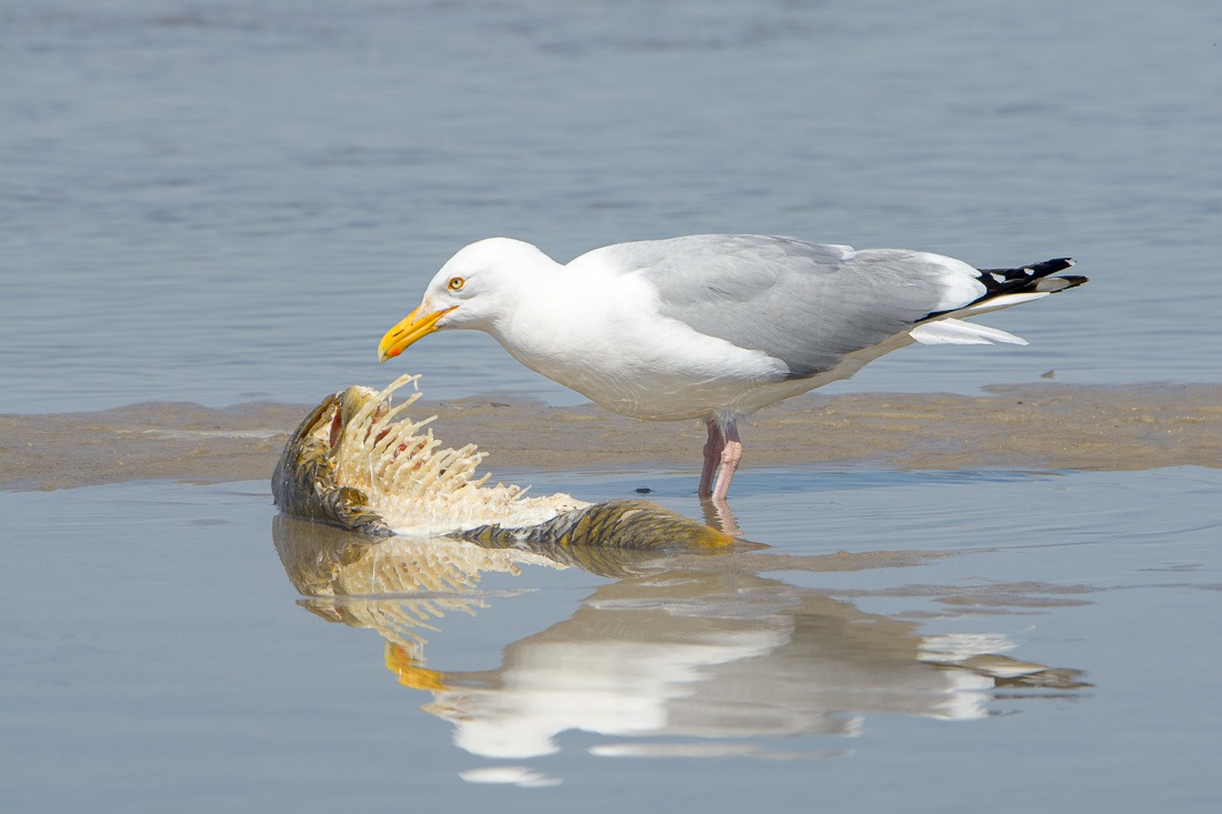 Herring Gull