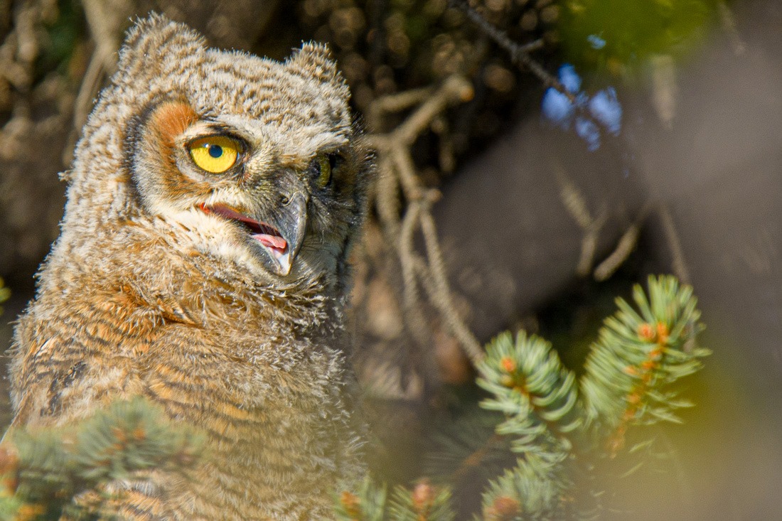 Happy to see the world. Great Horned Owlet.